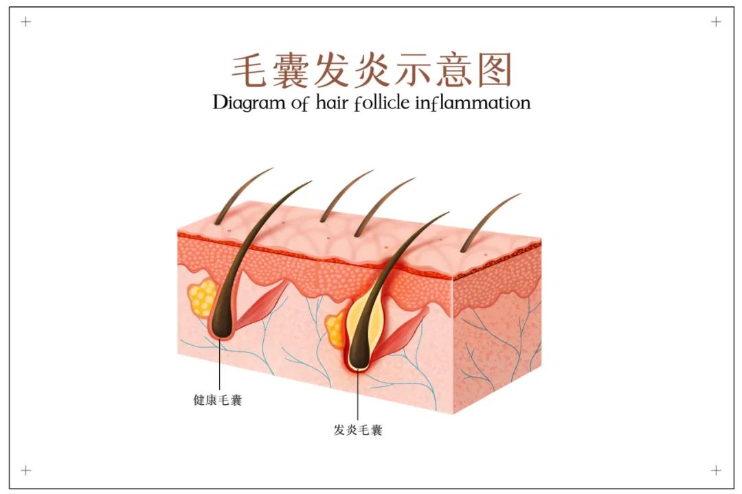 北京帝阔生物科技有限公司